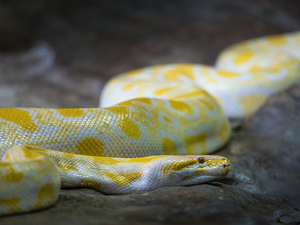 5 Reasons Why Every Developer Should Learn Python