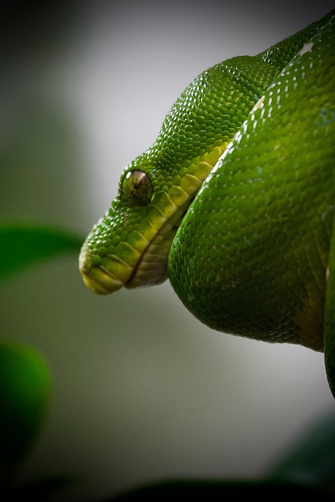 The Future of Programming: Why Python is Here to Stay