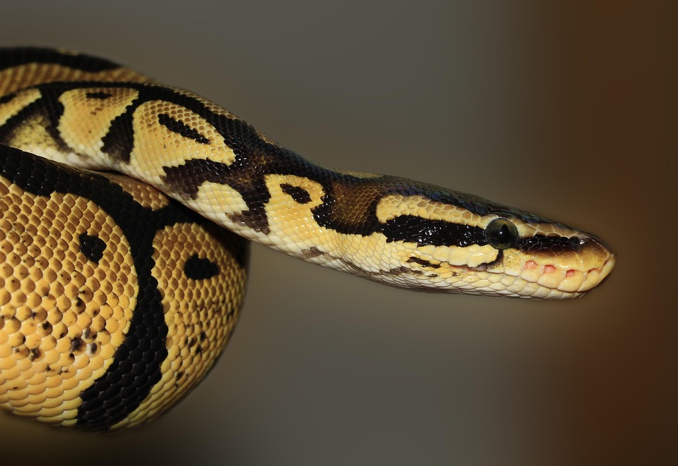 From Beginner to Expert: Mastering Python Programming