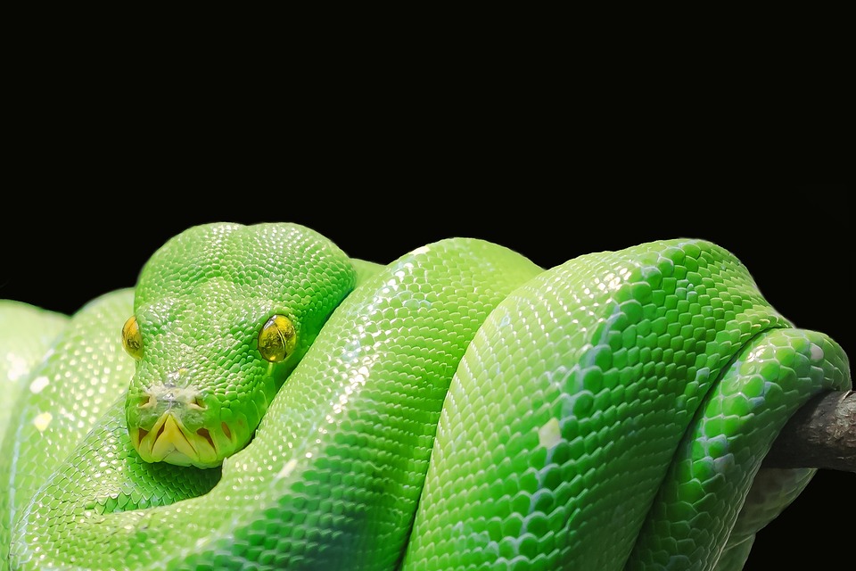 Top Python Libraries and Frameworks Every Developer Should Know