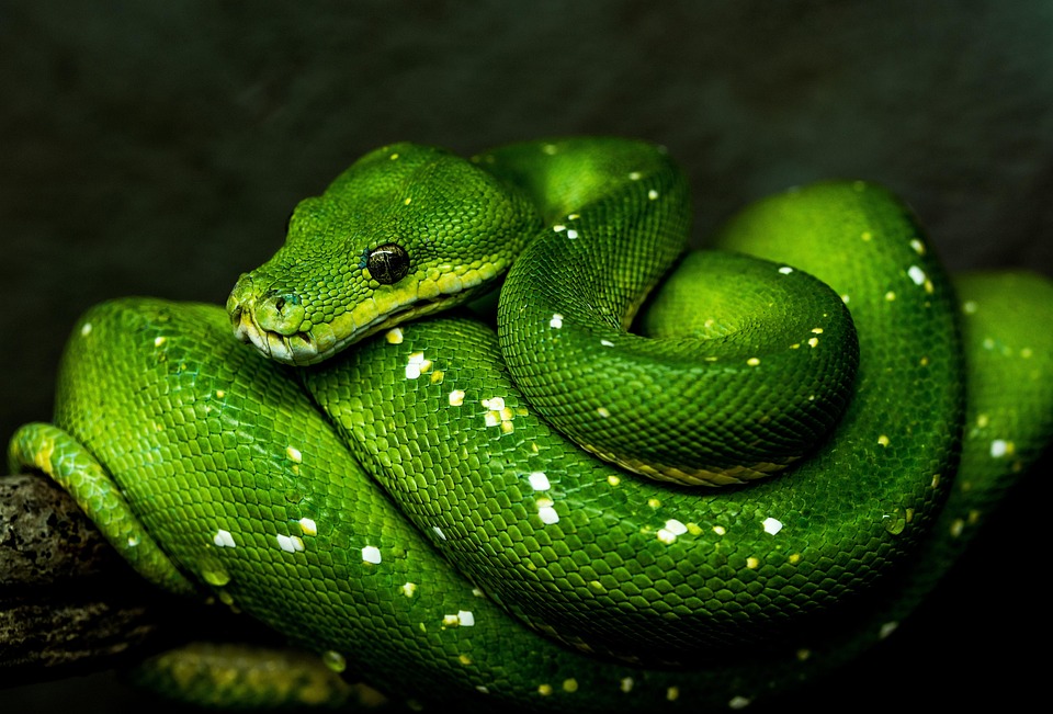 Python vs. Other Programming Languages: Why Python Reigns Supreme