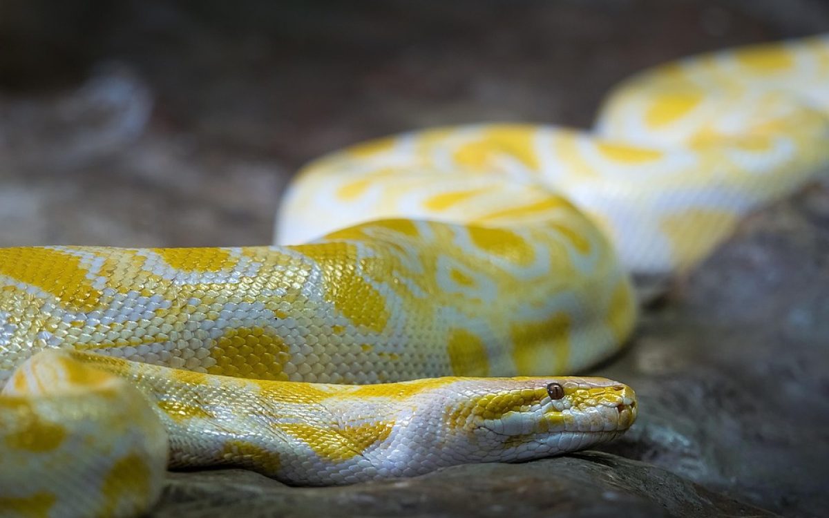  python