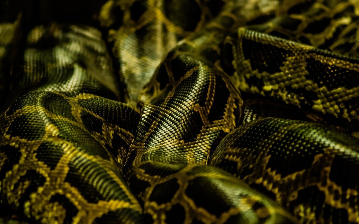  python