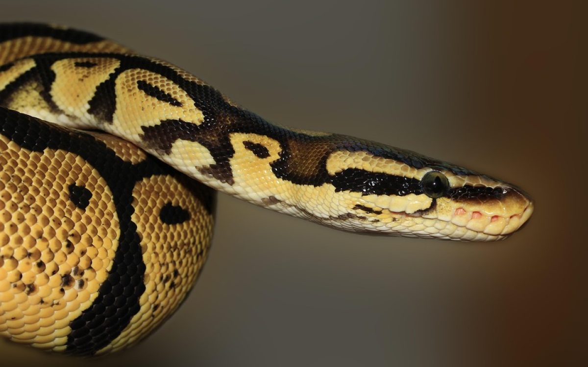  python