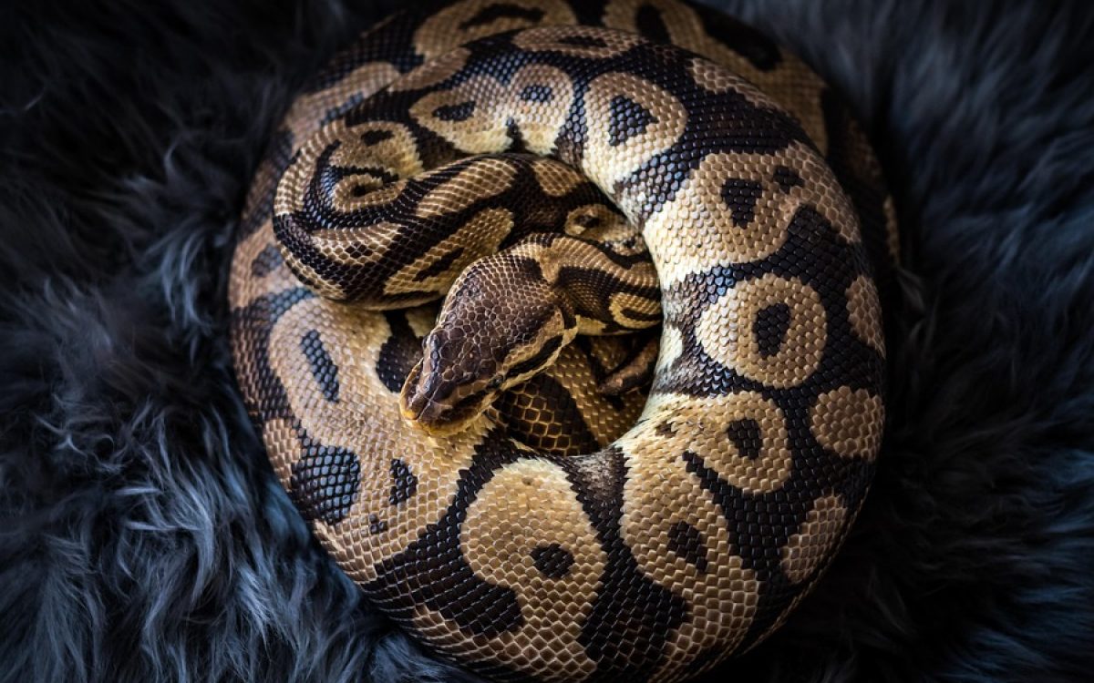  python