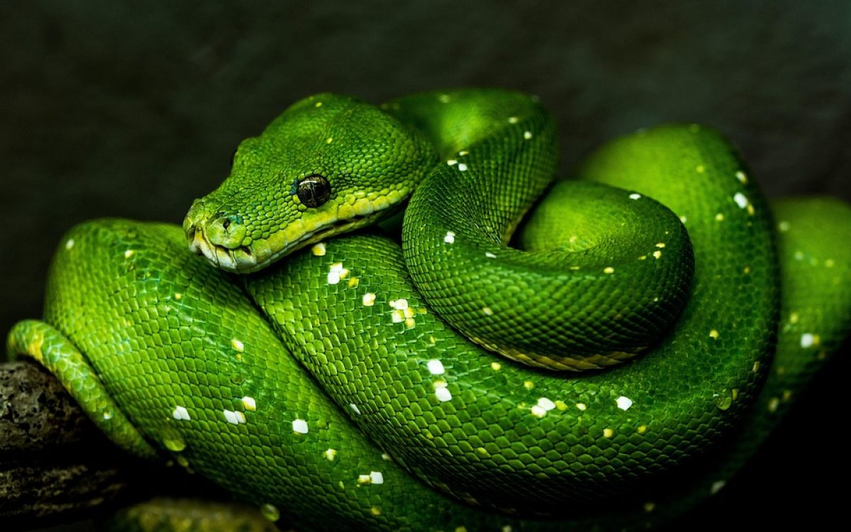 Python vs. Other Programming Languages: Why Python Reigns Supreme